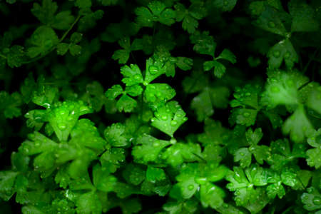 green leaves backgroundの写真素材