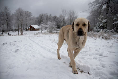 Anatolian Shepherd Dog on a farm in winter.