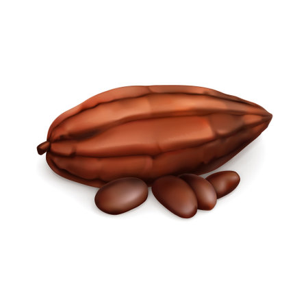 Cocoa pod with cocoa beans. Realistic vector illustration.のイラスト素材