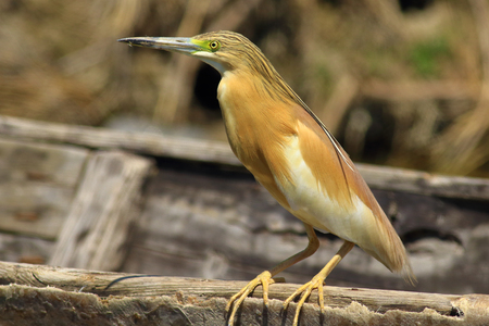 chasing heroic huntの写真素材