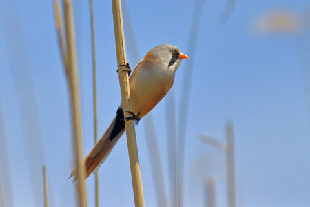 bearded titの写真素材