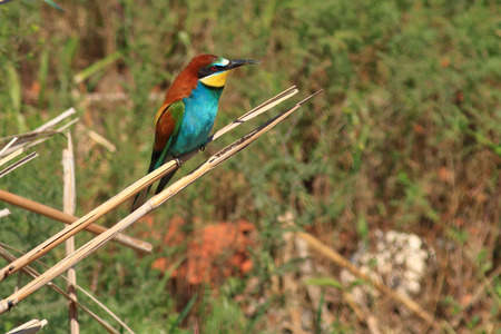 bee-eater