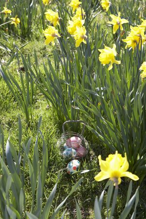 Easter Eggs Hidden For Hunt In Daffodil Fieldの写真素材