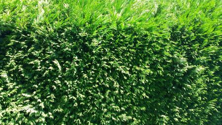 Lushy Green Natural Pine Leaves Wall Background