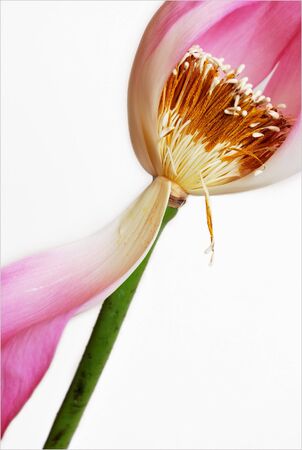 a caspian lotus isolated in white backgroundの写真素材