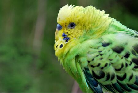 a parakeetの写真素材