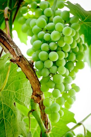 Bunch of green, or table grapes growing on the vineの写真素材