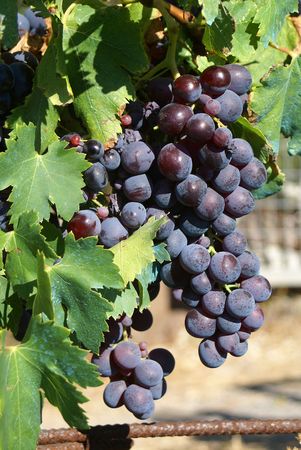 Dark blue grapes on vines