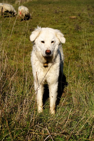 Maremma dogの写真素材