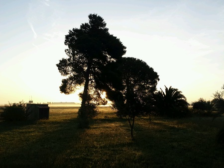 Sunrise and treesの素材