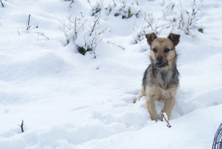Dog in the snowの写真素材