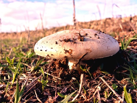 Champignon on grass in autumn