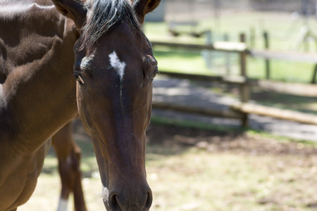 Brown horse in farm looking in frontの写真素材