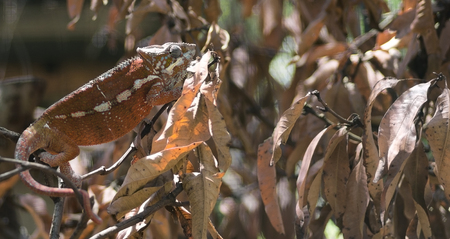 Chameleon on leaves adapting the leaf colorの写真素材