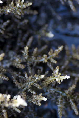 Macro shot of underwater sea plantの写真素材