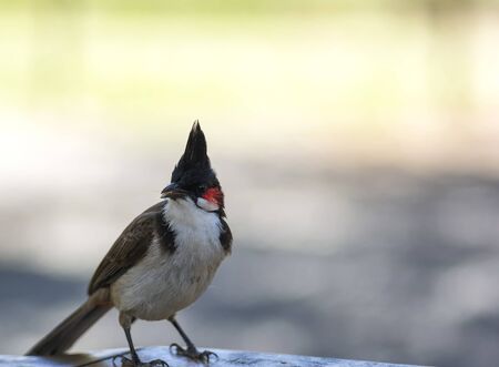 Red-whiskered Bulbul bird small bird with brown upperparts and whitish underparts sitting on wooden deskの写真素材