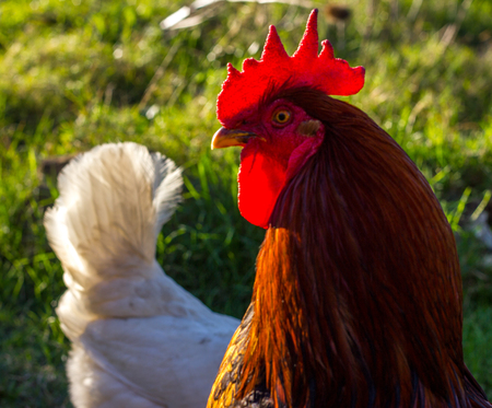 Rooster and hen