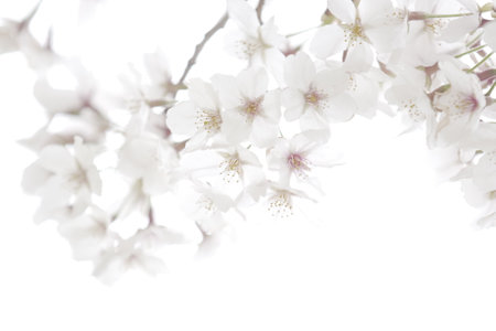 Sakura. cherry blossom.
Flowers blooming in April in Japan.の写真素材