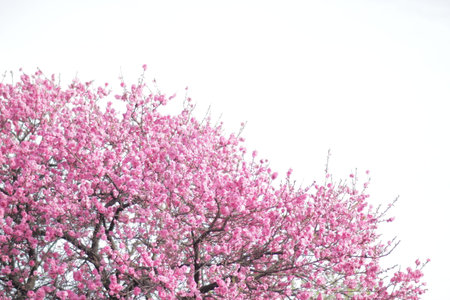 flowerの写真素材