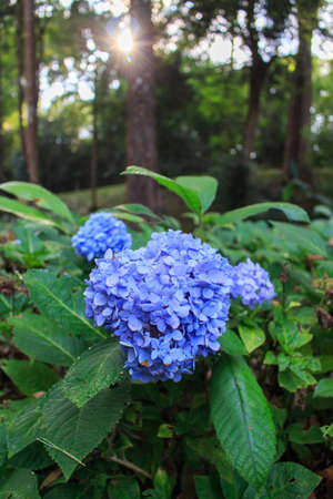 Beautiful violet flower in forest