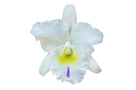 White orchid flower isolated on white background