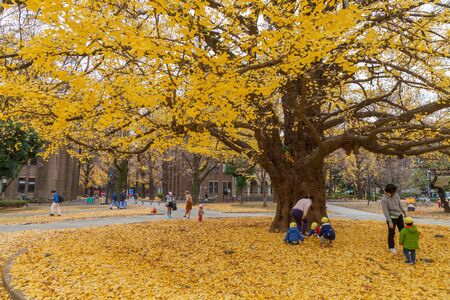 Tokyo, Japan - Dec 7, 2016: People enjoy weekend with Gingko Tree in The University of Tokyo; Autumn at Tokyoのeditorial素材