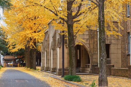 Autumn in Tokyo, Ginkgo tree and old building, Japanのeditorial素材
