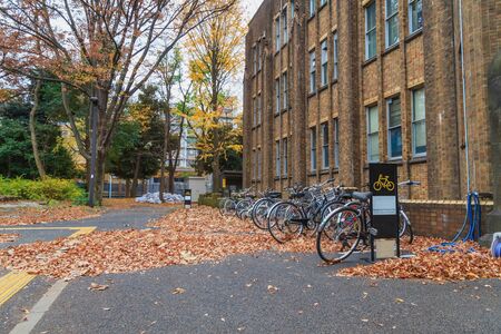 Autumn in Tokyo, Ginkgo tree and bicycles, Japanのeditorial素材