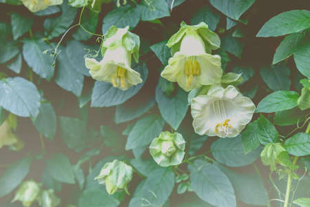 Beautiful white flower, bell shape in garden, Vintage styleの写真素材
