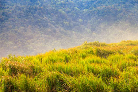 Freash green grass,  Phu Lom Lo mountain, Loei , Thailandの写真素材