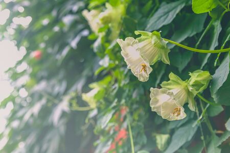 background, backgrounds, beautiful, beauty, bell, bloom, blooming, blossom, botany, bright, closeup, color, colorful, day, delicate, detail, digitalis, flora, floral, flower, flowers, forest, fresh, freshness, garden, green, grow, growing, growth, head, leaf, life, light, macro, natural, nature, outdoor, outdoors, petal, plant, season, small, spring, vertical, white, wild, woods, garden, vintageの写真素材