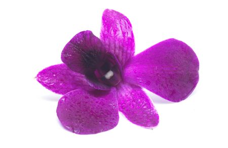 Single pink flowerの写真素材