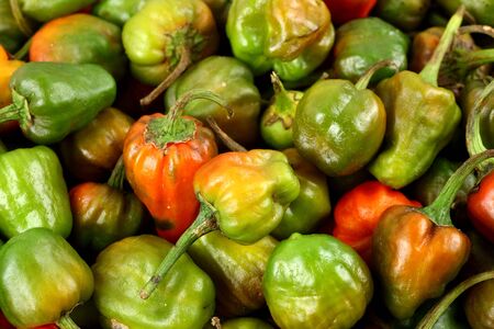 colorful red green and yellow fresh chiliesの写真素材