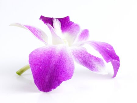 single pink flower on white backgroundの写真素材