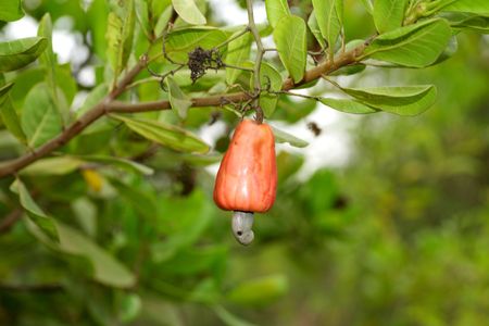 Closeup of single red cashew in the treeの写真素材