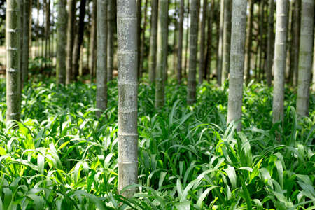 woodsの写真素材