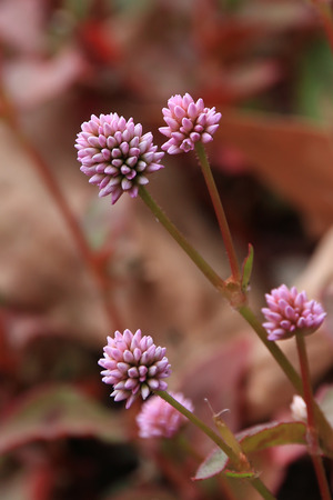 Pretty Pink Flowerの写真素材