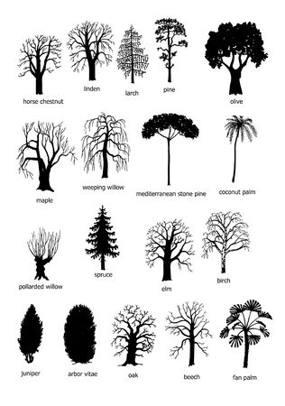 18 types of trees, black and whiteの写真素材