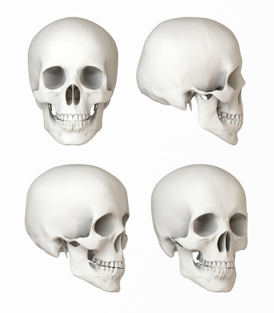 Views of a human skull, natural depiction, Front, side viewsの写真素材