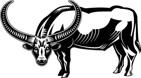 Black buffaloのイラスト素材