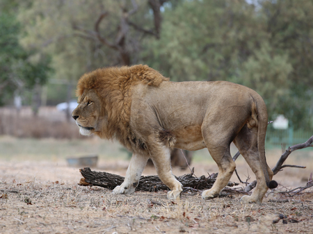 Large Male lion