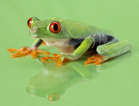 Red-eye frog Agalychnis callidryas