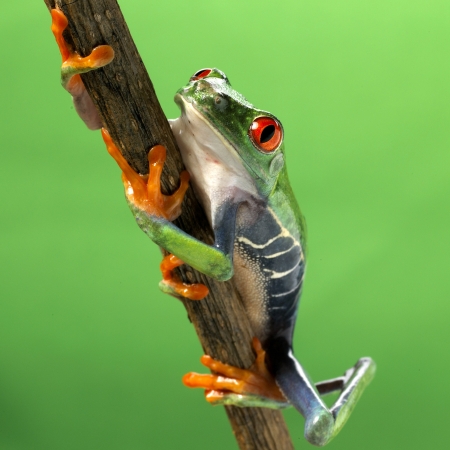 red eyed treefrog macro isolated exotic frog curious animal bright vivid colors Agalychnis calydrias beautiful eye colorful amphibian looking up closeupの写真素材