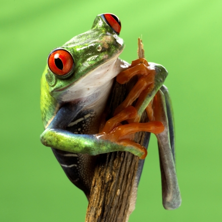 red eyed treefrog macro isolated exotic frog curious animal bright vivid colors Agalychnis calydrias beautiful eye colorful amphibian looking up closeupの写真素材