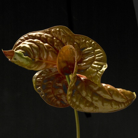 Flower on a black background.の写真素材