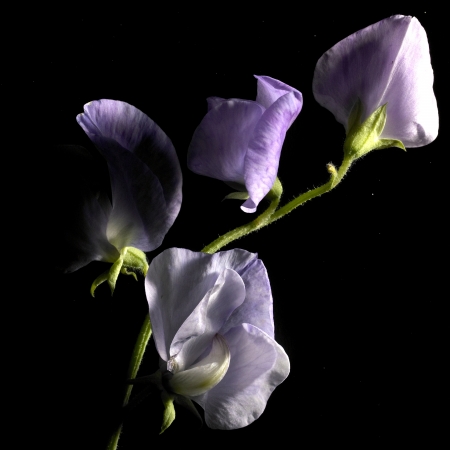 Flower on a black background の写真素材
