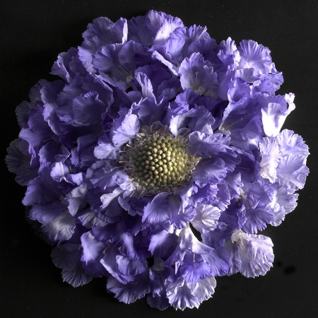 Flower on a black background の写真素材