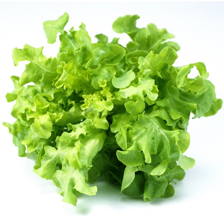 Fresh green lettuce isolated on a whiteの写真素材