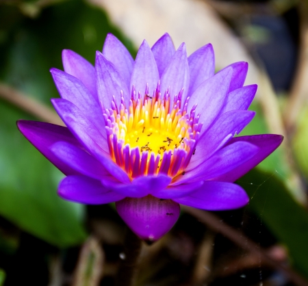 Lotus flower from Thailandの写真素材