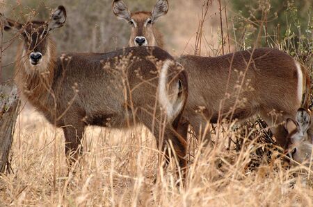 Waterbucks in Tarangire National Park, Tanzaniaの写真素材
